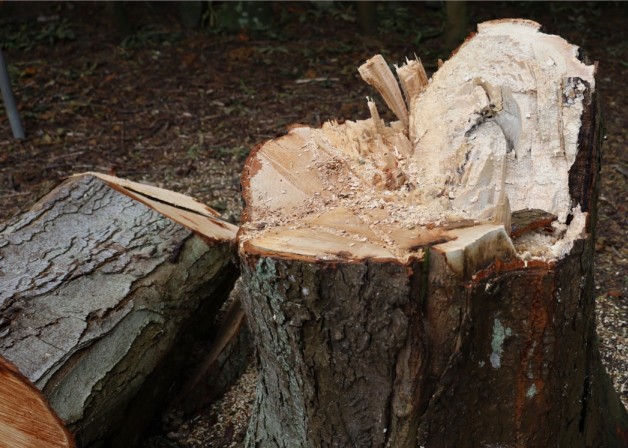 Gef&auml;llter Baum um den 11. Juli 2023.