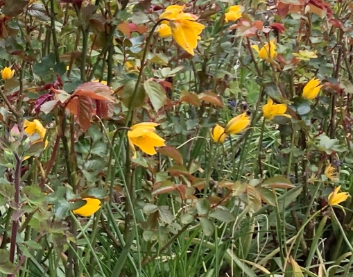 Weinbergtulpen im Park am Haus des Gastes.