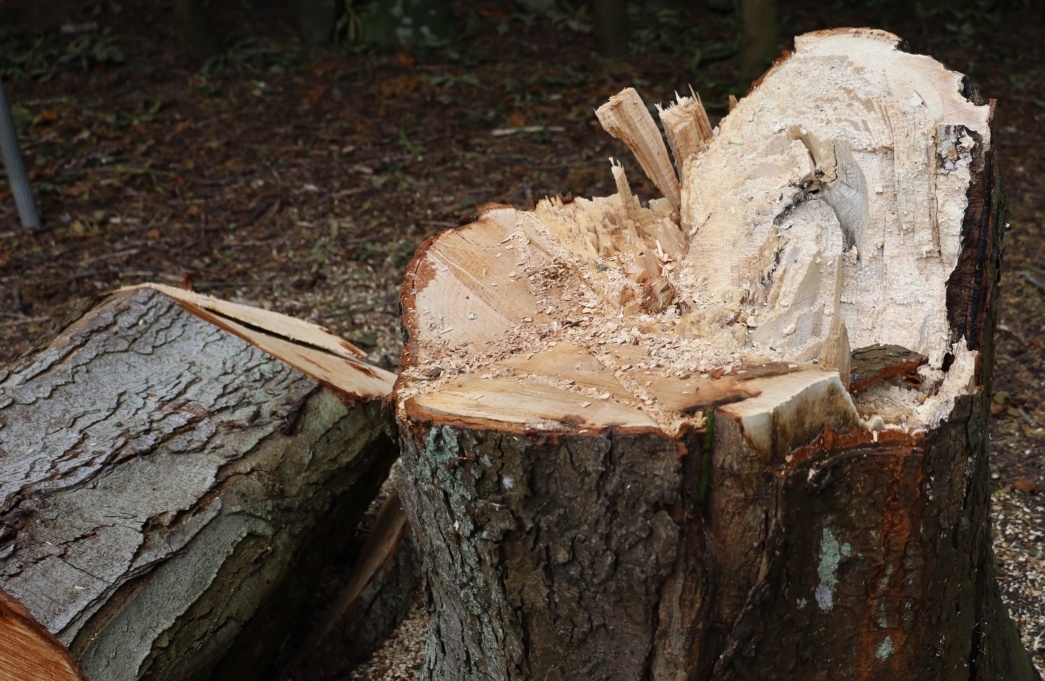 Gefällter Baum Gefällter Baum